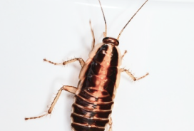 cockroaches img