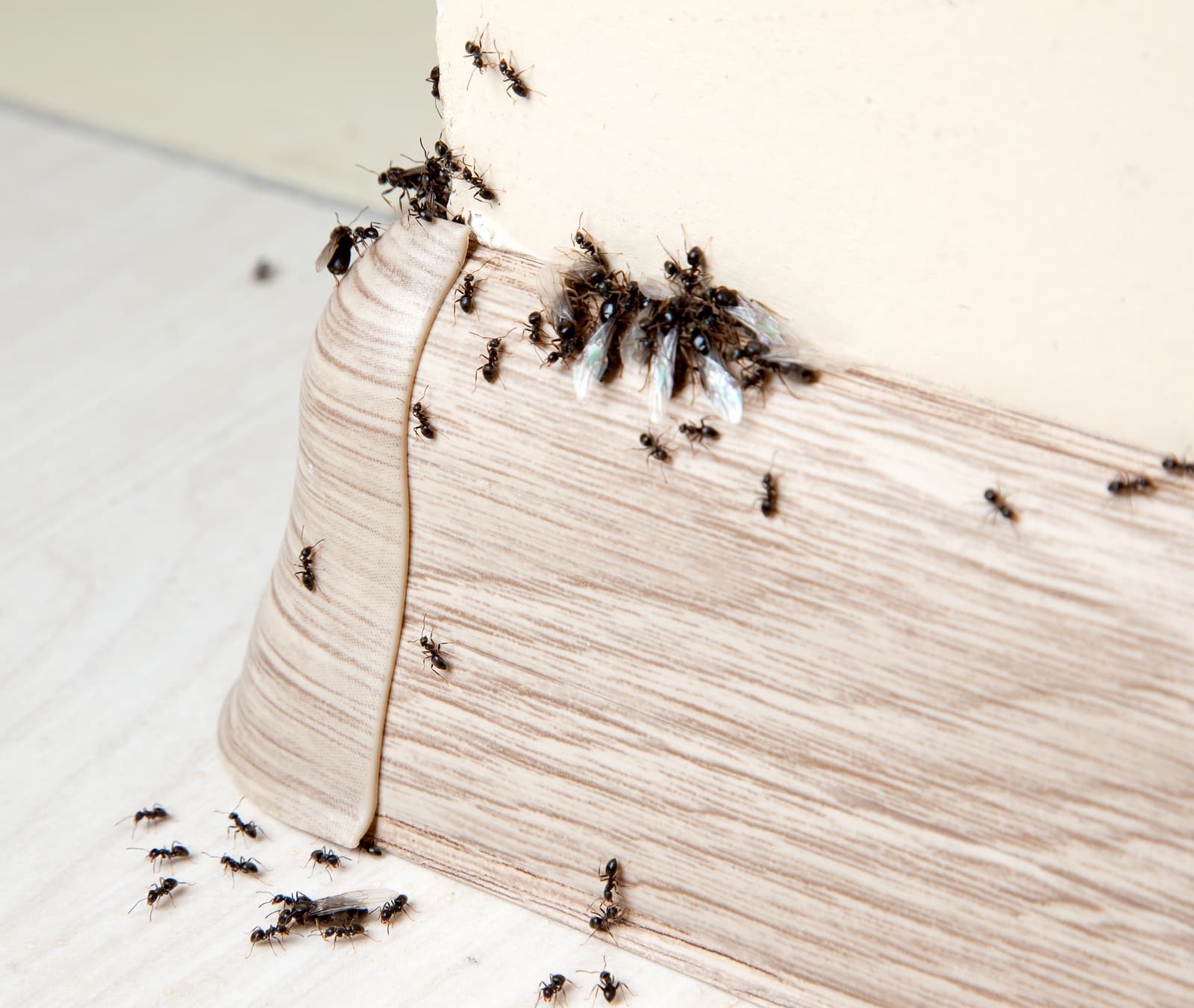 ants as pests