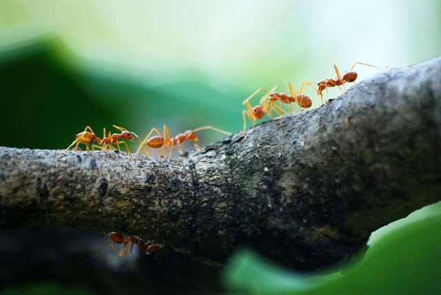 pest control ants