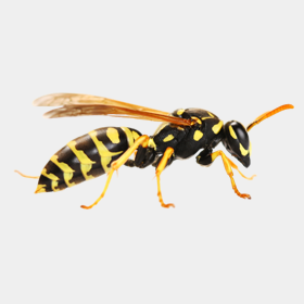 wasp bee