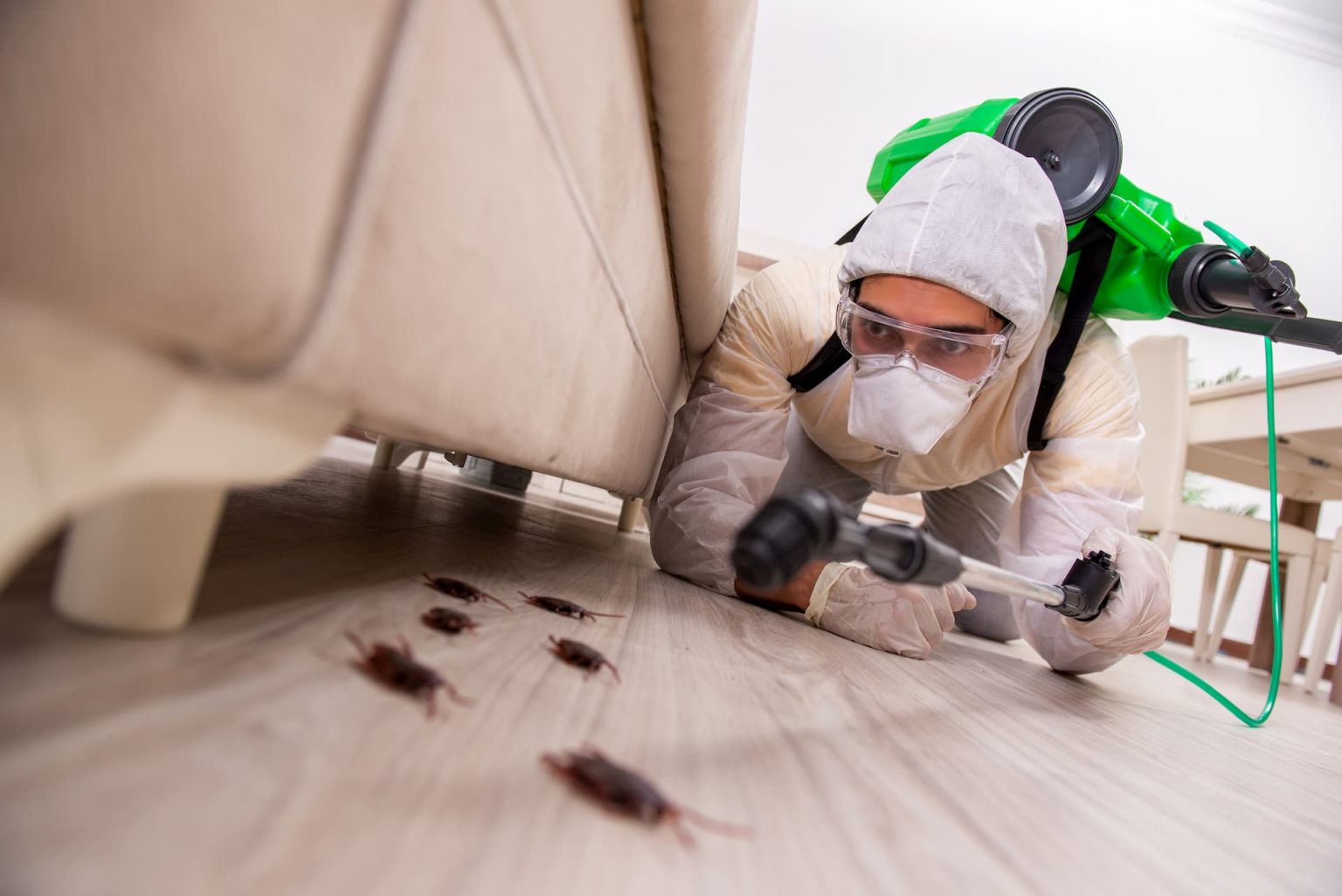 local pest control solutions