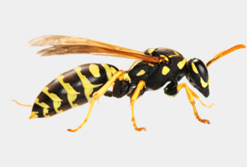 wasps & bees